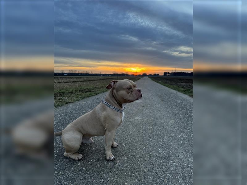 American Bully Pocket