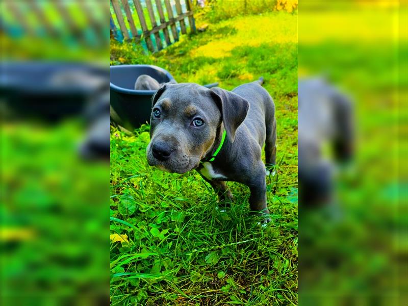 Rüde American Bully XL Blue Tri