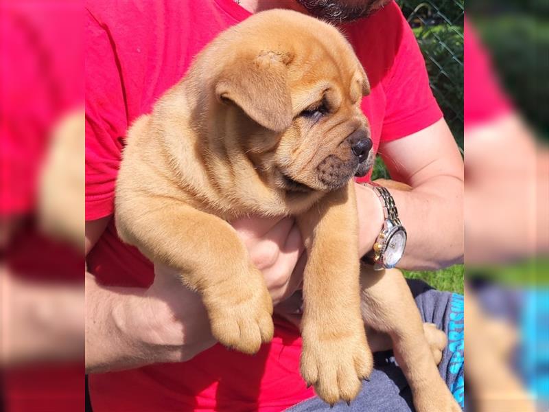 American Bully , Chowchow Welpen Mix