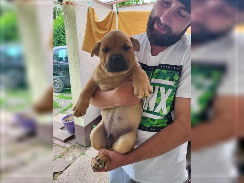 American Bully , Chowchow Welpen Mix