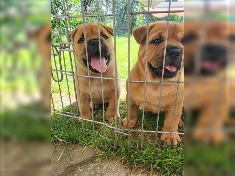 American Bully , Chowchow Welpen Mix