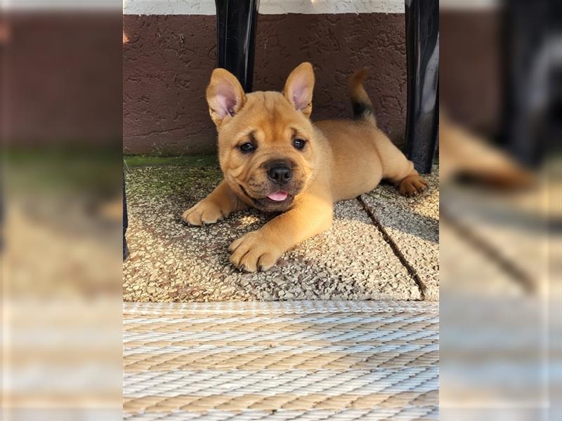 American Bully , Chowchow Welpen Mix