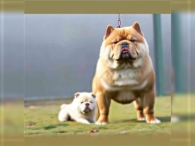 American Bully , Chowchow Welpen Mix