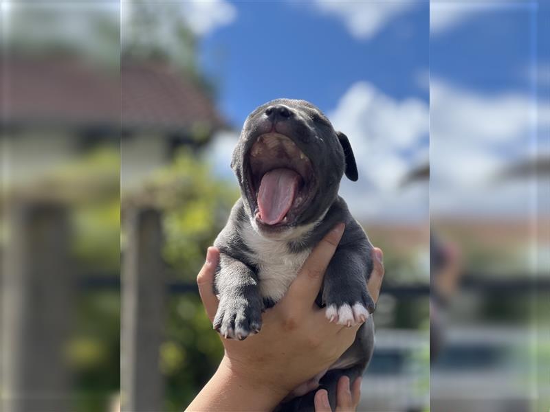 American Bully Welpe