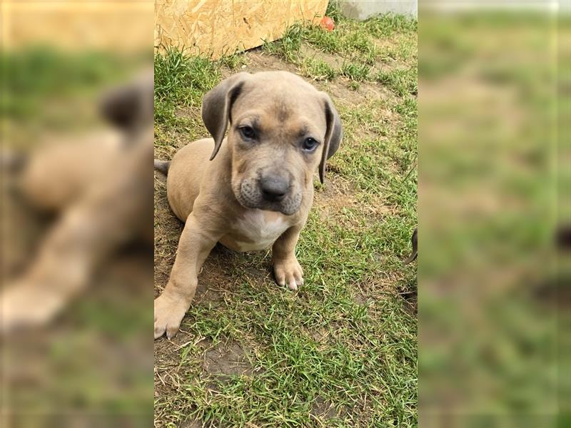 Rüde American Bully XL Tri Color