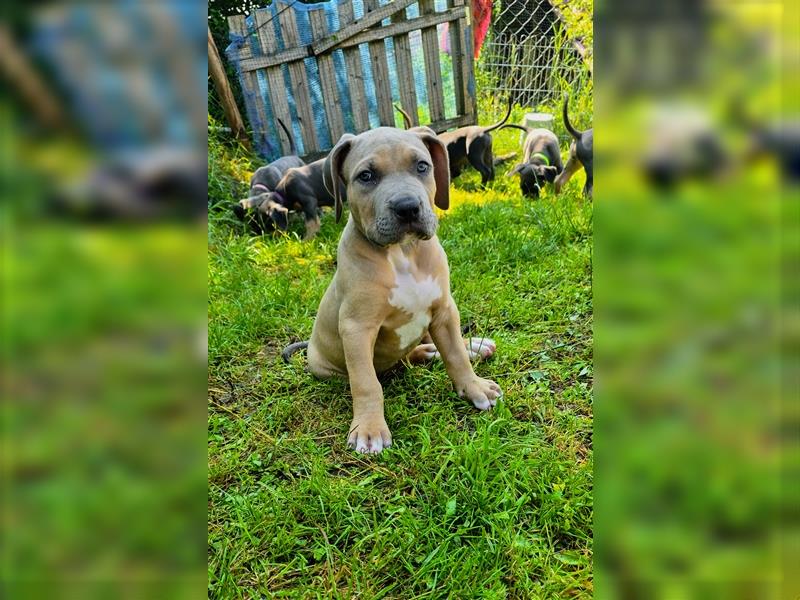 Rüde American Bully XL Tri Color