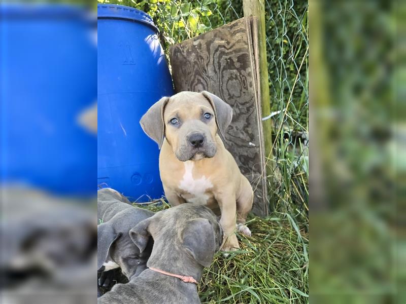 Rüde American Bully XL Tri Color