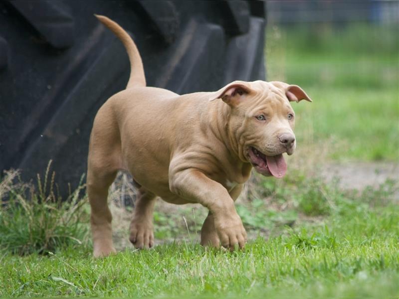 ALPHADOG Bully Rüde vom Profi!