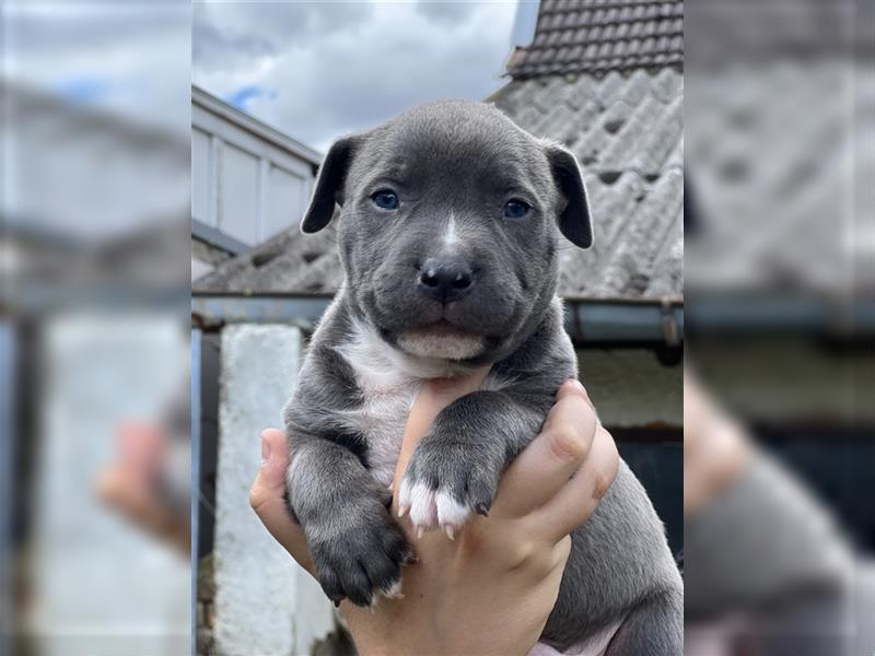 American Bully Welpe