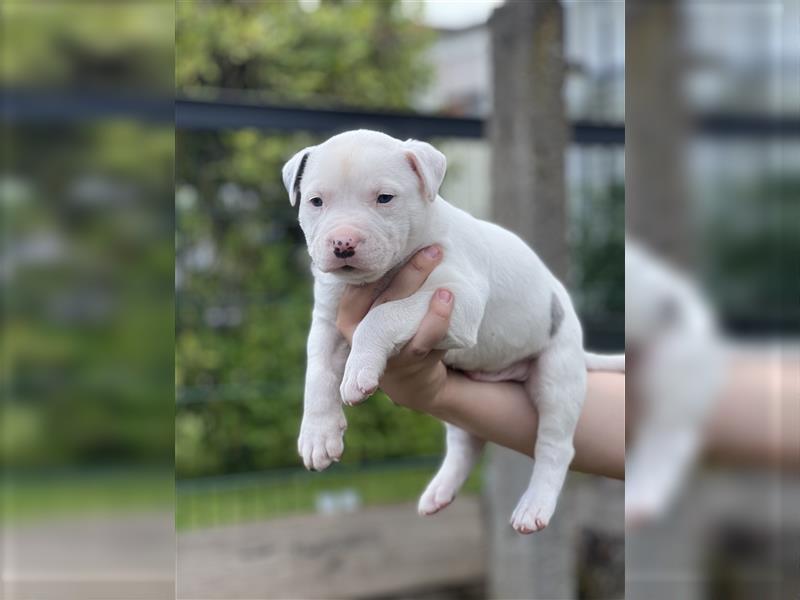 American Bully Welpe