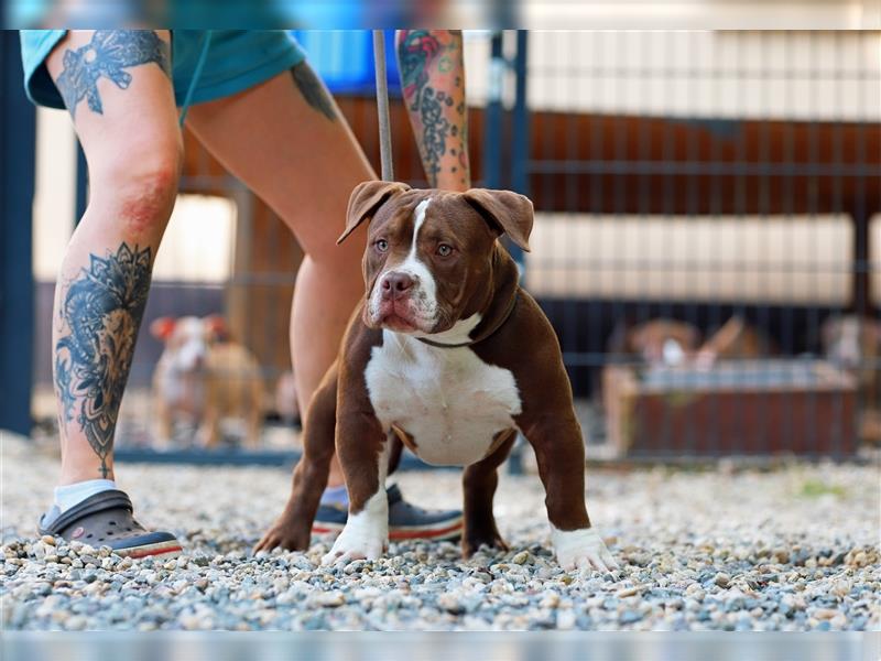 American Bully rüde Junghund abkc