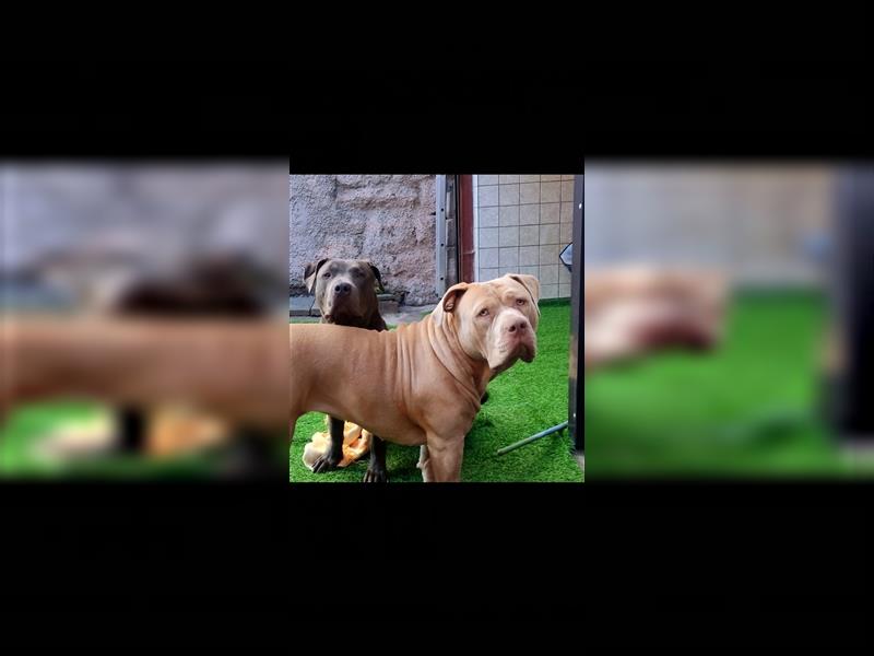 American Bully xl *Wurfankündigung für Oktober*