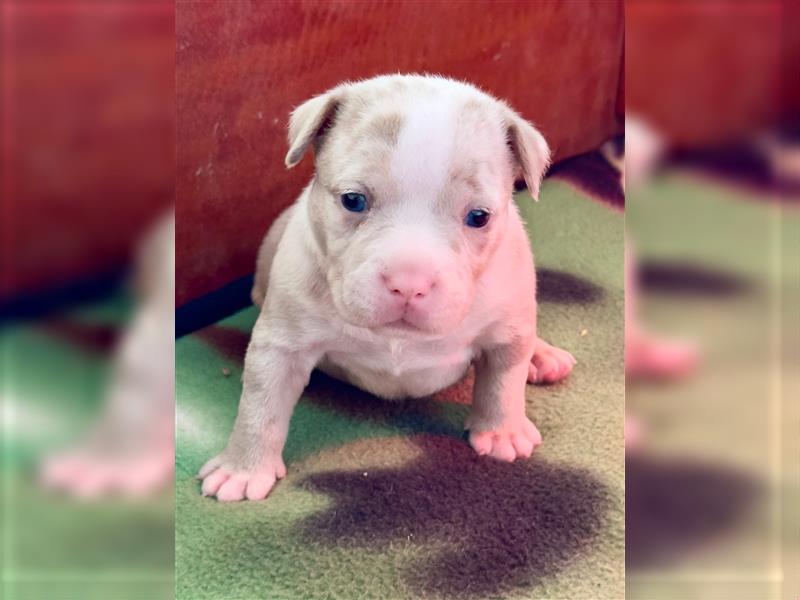 Exklusive American Bully Welpen vom zertifizierten Züchter