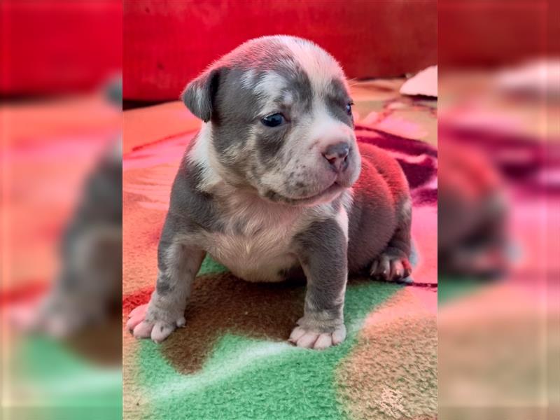 Exklusive American Bully Welpen vom zertifizierten Züchter