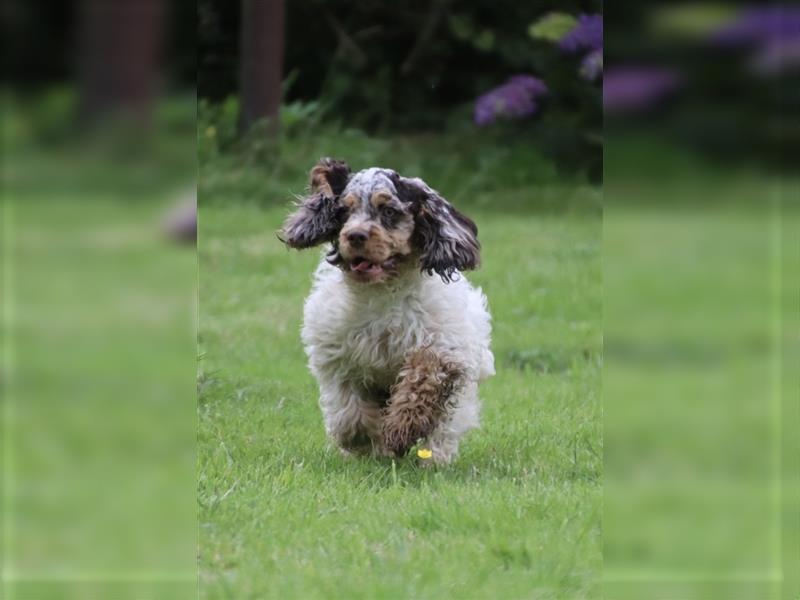 American cocker spaniel