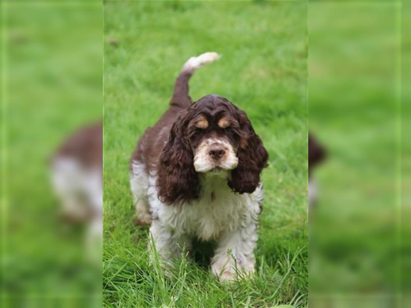 American cocker spaniel