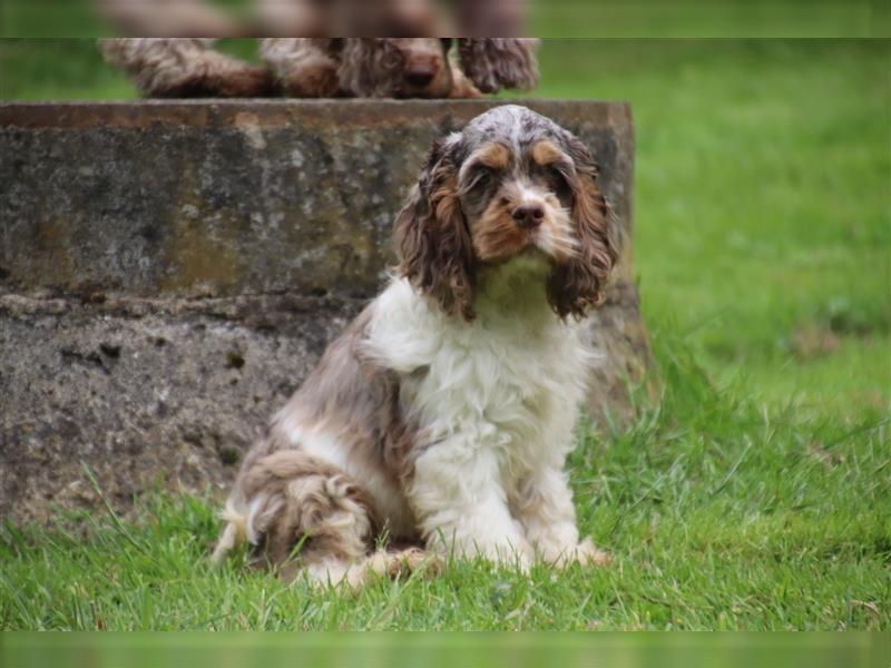 American cocker spaniel