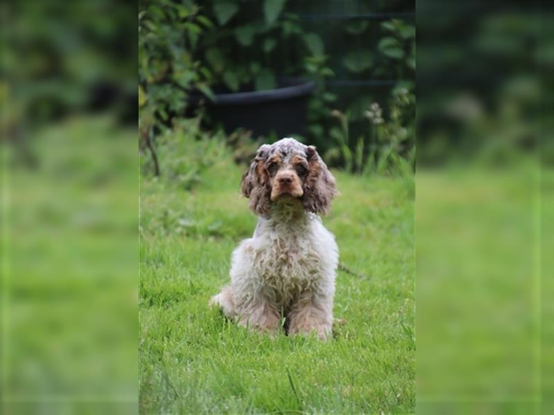 American cocker spaniel