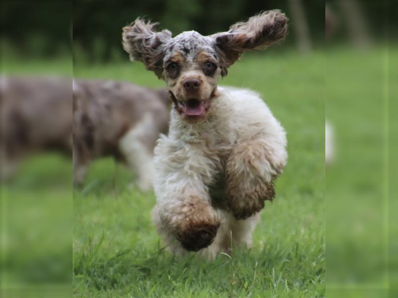 American cocker spaniel