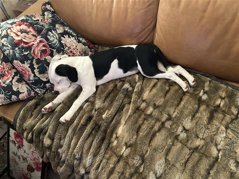 Wunderschöne junghündin 6 Monate Cocker Bulldog