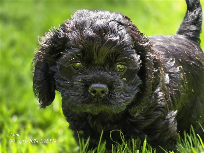 American Cocker Spaniel