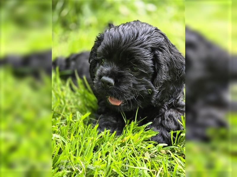 American Cocker Spaniel