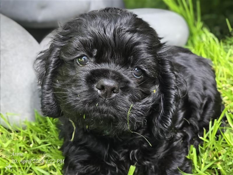 American Cocker Spaniel