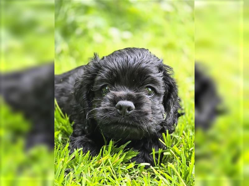 American Cocker Spaniel