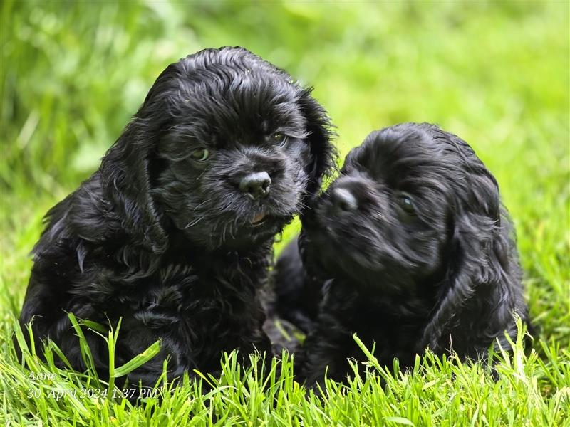 American Cocker Spaniel