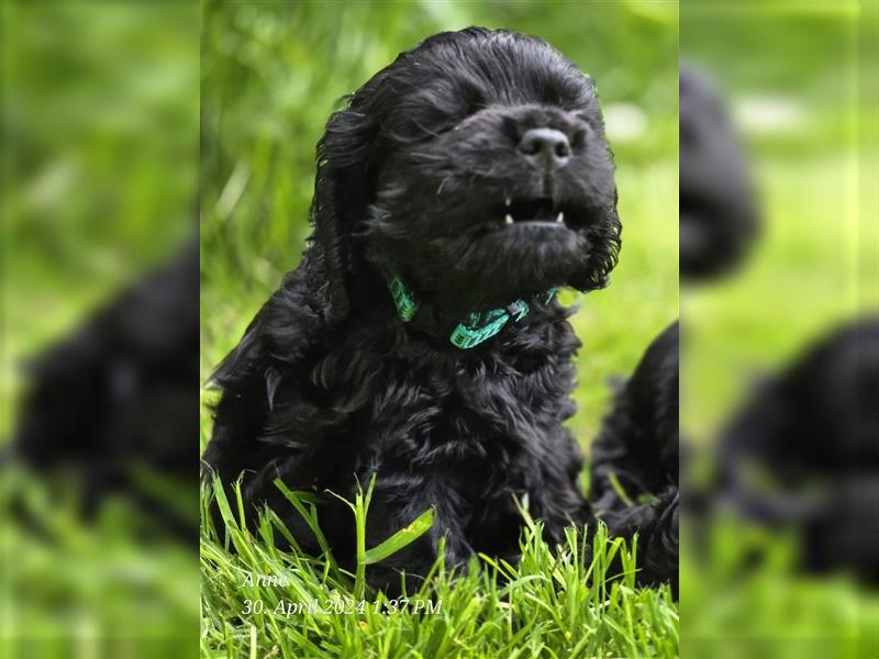 American Cocker Spaniel