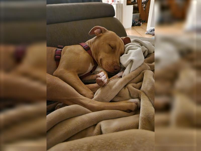 American Pittbull Terrier, junge Dame sucht ein neues, liebevolles und "Rasse erfahrenes Zuhause".