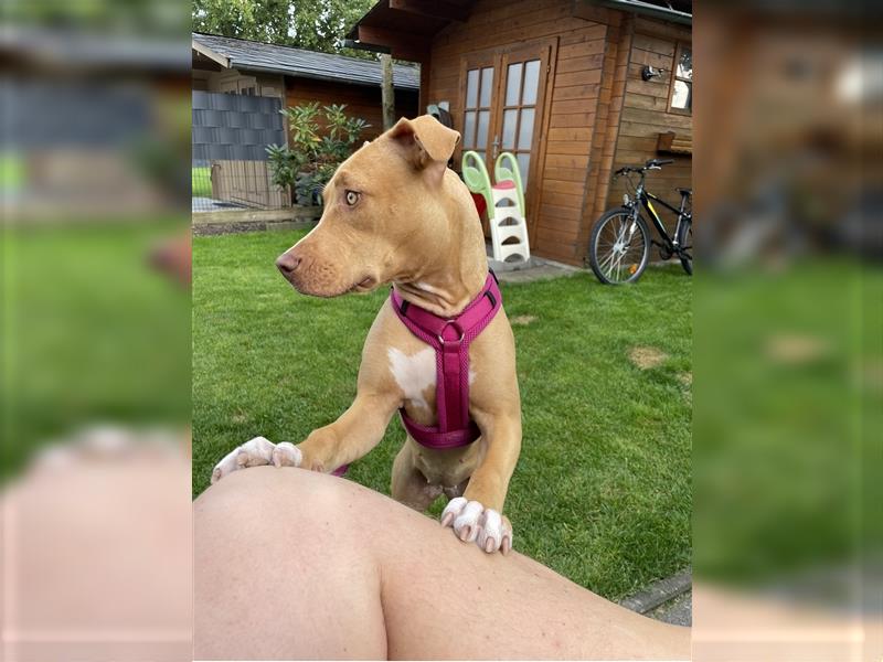 American Pittbull Terrier, junge Dame sucht ein neues, liebevolles und "Rasse erfahrenes Zuhause".