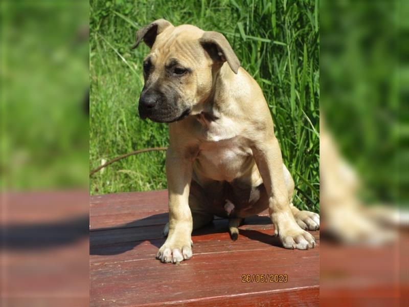 2 Monaten alt american pitbull terrier Rüde