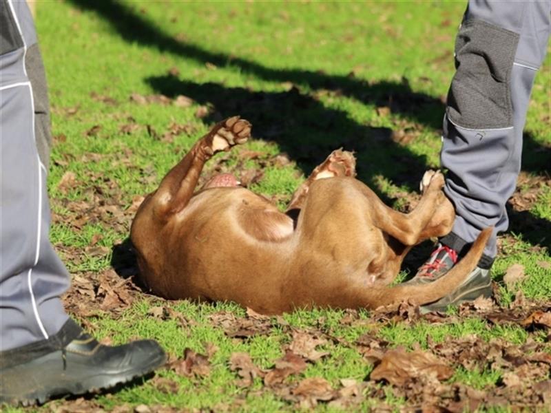 Ringo - braucht eine ehrliche Chance