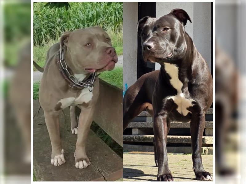 Wurfankündigung American Xxl bully / pitbull welpen