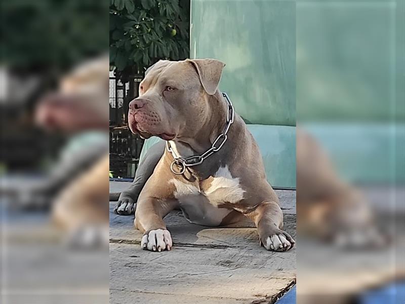 Wurfankündigung American Xxl bully / pitbull welpen