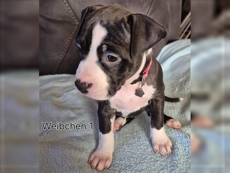 Wunderschöne American staffordshire mix welpen