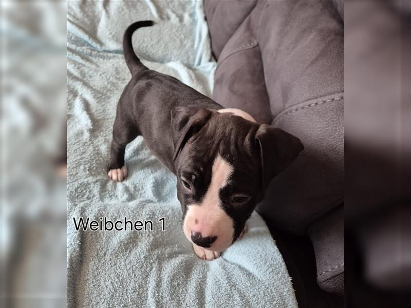 Wunderschöne American staffordshire mix welpen