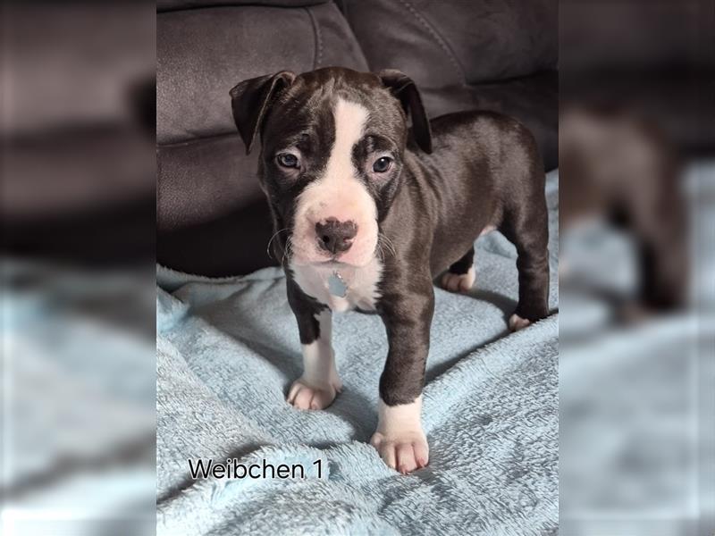 Wunderschöne American staffordshire mix welpen