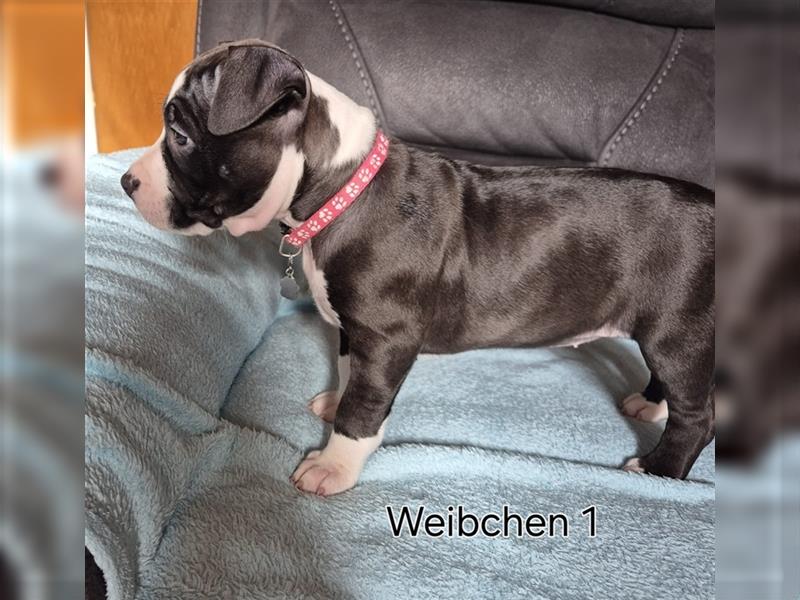 Wunderschöne American staffordshire mix welpen