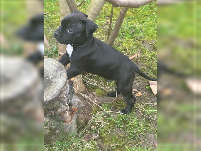 Staffordshire Terrier Welpen