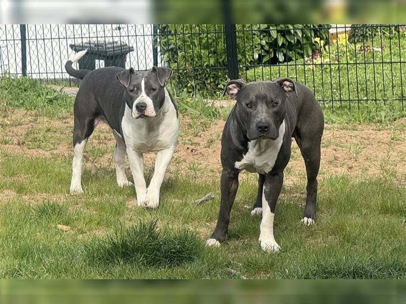 Wunderschöne reinrassige Amstaff-Welpen