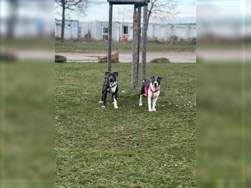 Wunderschöne reinrassige Amstaff-Welpen