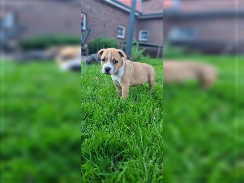 American Staffordshire terrier bluline reinrassig