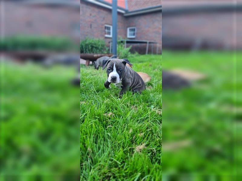 American Staffordshire terrier bluline reinrassig