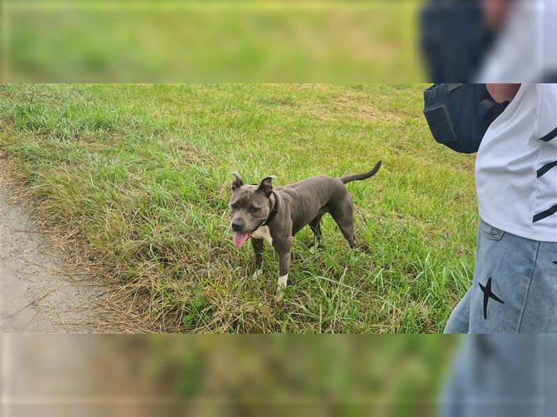 Liebevolles Zuhause für Amstaff gesucht, nur Erfahrene