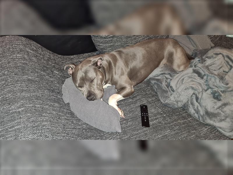 Liebevolles Zuhause für Amstaff gesucht, nur Erfahrene