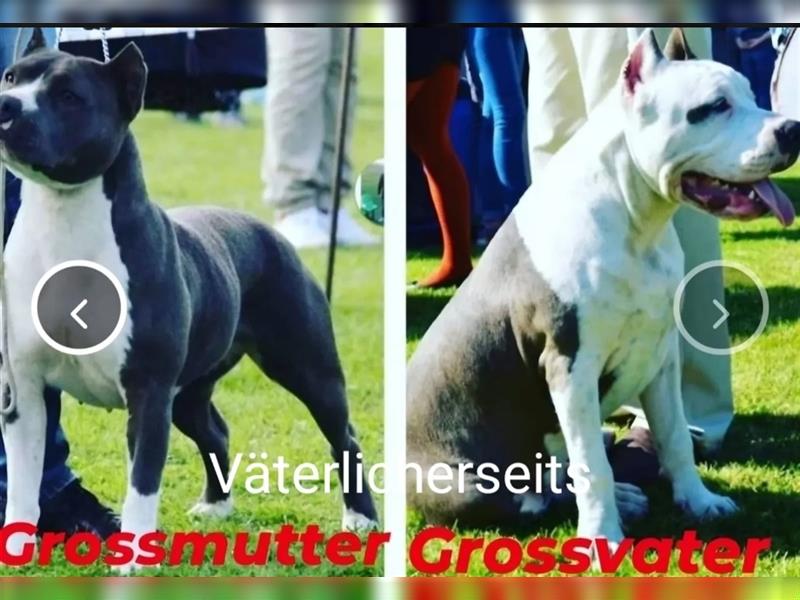 American Staffordshire terrier bluline reinrassig