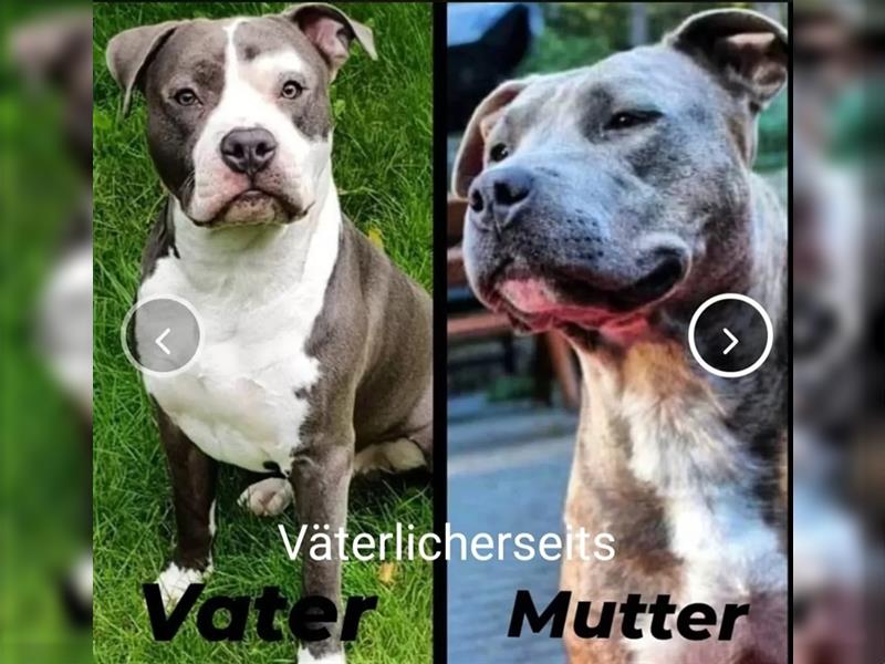 American Staffordshire terrier bluline reinrassig