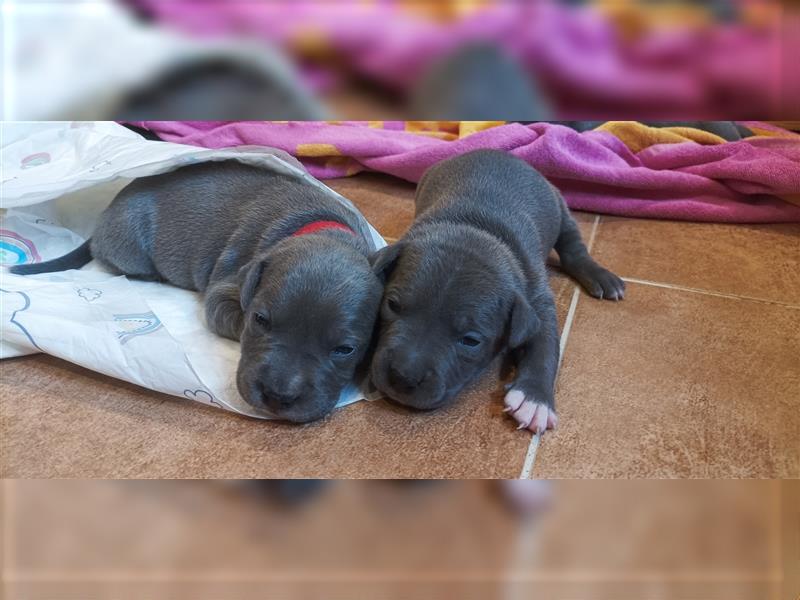 American Staffordshire Terrier Welpen